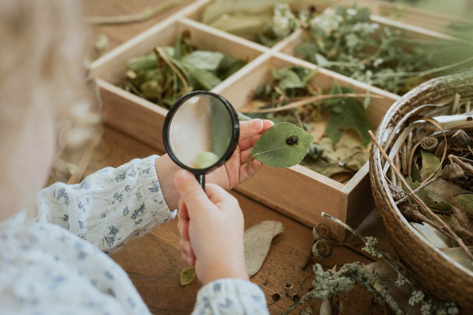 A child's hands holding a magnifying glass over a leaf with a small beetle on it